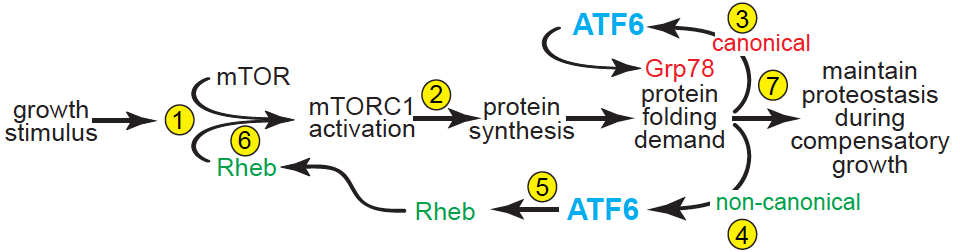 atf6 cardiac growth