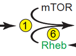 ATF6 and Cardiac Growth