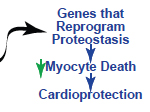 ER Stress and the Unfolded Protein Response- Protein Quality Control in the Heart