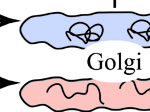 Proteomics and Protein Therapy